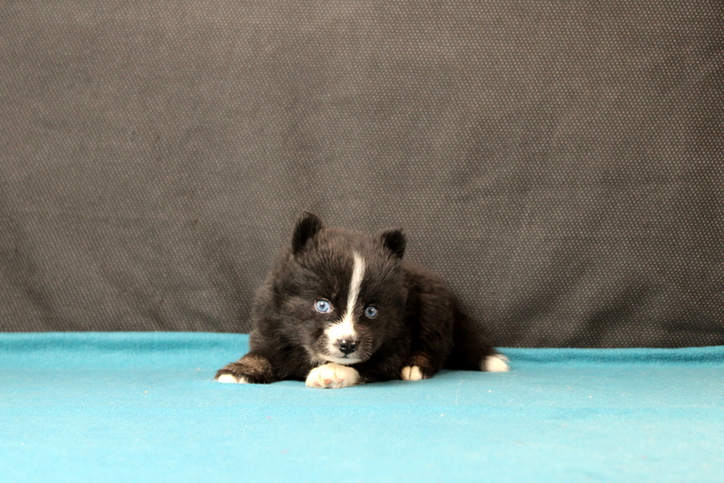 puppy, for, sale, Pomsky, Matthew B. Stoltzfus, dog, breeder, Gap, PA, dog-breeder, puppy-for-sale, forsale, nearby, find, puppyfind, locator, puppylocator, aca